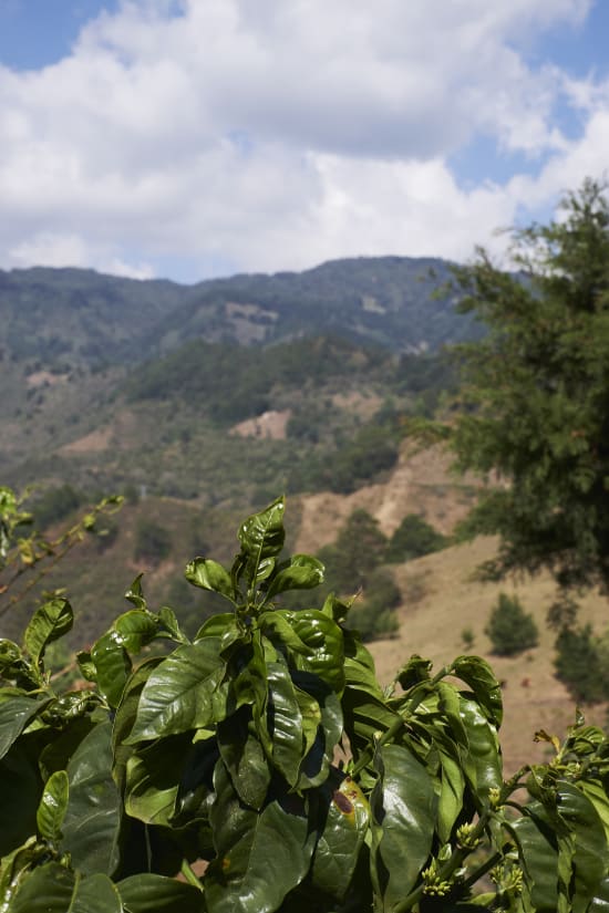 Finca Montes Urales - El Salvador