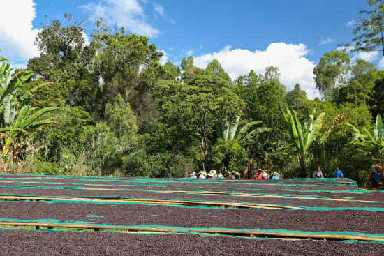 Hambela - Guji Ethiopia